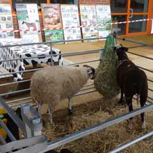 Fishers Mobile Farm @ Parkview Primary School, Manchester
